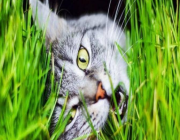 العلماء يحلون اللغز.. لماذا تأكل القطط العشب أحيانا ؟