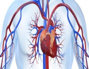 هل ارتفاع إنزيمات القلب مؤشر لحدوث جلطة؟