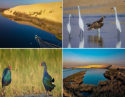 منتجع الطيور المهاجرة الشتوي.. “بحيرة الأصفر ” بالأحساء.. محمية طبيعية ووجهة سياحية متميزة