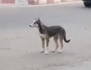 فيديو لشخص يطلق النار على كلب في منطقة سكنية بجازان.. والشرطة تقبض عليه