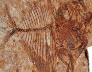 اكتشاف مذهل في صحراء مصر… أسماك تعيش في درجة الغليان