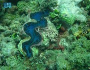 محطة توليد جنوب جدة تفوز بجائزة مكة للتميز نظير مبادرة استزراع الشُّعب المرجانية