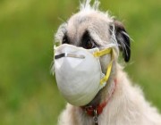 اكتشاف فيروس كورونا جديد ينتقل من الكلاب للبشر