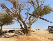 الرياض.. القوات الخاصة للأمن البيئي تضبط مخالفين لنظام البيئة لبيعهم حطبًا محليًا لأغراض تجارية