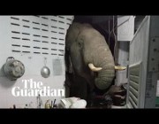 فيل ضخم يهدم جدران منزل في بانكوك ويلتهم الطعام