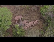 قطيع الفيلة البرية المهاجر في الصين يأخذ قيلولة