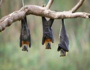 “كورونا” جديدة في الخفافيش قد تصيب البشر