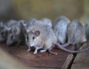 الفئران تغزو سجناً في أستراليا وتتسبب بإخلائه