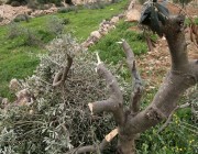 مستوطنون يهود يتلفون المئات من شتلات الزيتون في بلدة الخضر جنوب بيت لحم