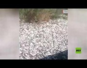 نفوق آلاف الأسماك في نهر بجنوب غرب إيران
