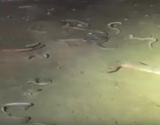 فيديو.. مجموعة أفاعٍ تخرج بعد هطول الأمطار وجريان الأودية في جازان