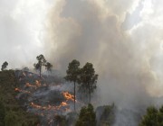 الجزائر..31 حريقا في 14 ولاية وعدد الضحايا يرتفع إلى 5