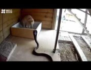 ثعبان كوبرا يهاجم قطاً منزلياً