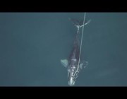 سمك القرش الأبيض يتغذى على حوت أحدب ضخم