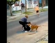 كلاب شرسة تهاجم امرأة أثناء سيرها بأحد الطرق بالأرجنتين