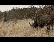 وحيد القرن يحمي صغاره من هجوم أسد