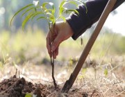 “مركز تنمية الغطاء النباتي”: زراعة أكثر من 128 ألف شتلة لـ5 نباتات مهددة بالانقراض في المملكة