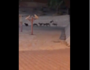 مواطن يحذر من الكلاب الضالة بحديقة جلاجل.. وأمانة الرياض تتدخل (فيديو)