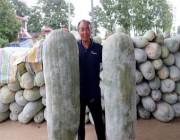 صور.. مزارع صيني ينتج بطيخاً عملاقاً بوزن يصل إلى 90 كلجم وطول متر ونصف