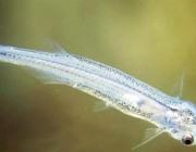 دراسة حديثة تكشف معلومات مثيرة عن سمكة السلور “مصاصة الدماء”