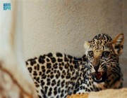 خطوة لحمايته من الانقراض.. “العلا” تعلن ولادة أنثى جديدة للنمر العربي (فيديو وصور)