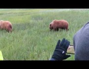 أنثى الدب البني وصغارها يجذبون السياح في محمية بألاسكا