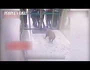 خنزير بري يقتحم أحد البنوك في الصين