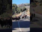 عشرات الثيران تركض على طريق سريع بأمريكا