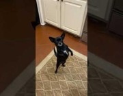 كلب “شيواوا” يرقص على قدميه أمام صاحبه في أمريكا