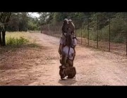 امرأة تحمل 12 قرداً وتمشي بها في إحدى غابات جنوب أفريقيا