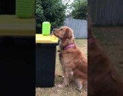 كلب يستمتع بالتهام فقاعات الهواء في حديقة منزل بأستراليا
