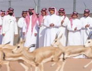 وزير “الداخلية” يطلق عدداً من ظباء الريم والمها العربي في محمية الملك عبد العزيز الملكية (صور)
