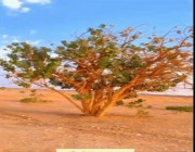 “قد تسبب العمى”.. استشاري يحذر من شجرة تنتشر بالبرية ووسط الأحياء (فيديو)
