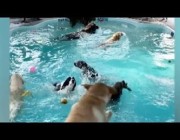 حمام سباحة مخصص للكلاب في ميتشجان الأمريكية