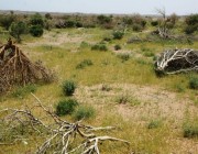 صحاري المملكة تشهد موت أشجار الطلح.. وخبير بيئي يكشف الأسباب والحلول
