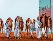 فردي مفاريد الحمر والشقح والوضح تشعل منافسات مهرجان الملك عبدالعزيز للإبل