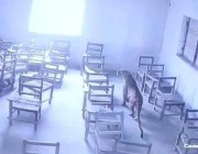 بالفيديو.. فهد يهاجم أحد الطلاب ويقتحم فصلا دراسيا في إحدى مدارس الهند