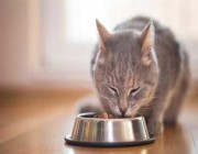 “الغذاء والدواء” تصدر دليلاً إرشادياً للتعامل السليم مع أغذية الحيوانات الأليفة