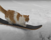 ذهبت ولم تعد.. قصة اختفاء قطة التزلج الشهيرة خطفت قلوب الآلاف