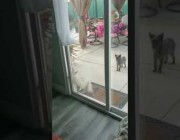قطة تنجح في فتح باب زجاجي كبير