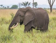 فيل يدهس مواطناً سعودياً خلال رحلة سفاري في أوغندا.. والسلطات تُحقق بالواقعة
