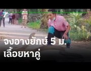 مشهد يحبس الأنفاس لتايلاندي يسيطر على كوبرا عملاقة مستخدماً يديه