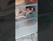 مقطع طريف لكلب يرفض الخروج من الثلاجة