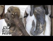 اكتشاف “حورية بحر” بوجه بشري محنطة منذ 300 عام في اليابان