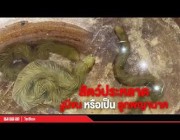 تايلاندي يعثر على أفعى غريبة الشكل في بركة مياه قرب منزله