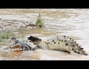 معركة بين تمساحين حتى الموت بأحد المتنزهات بإفريقيا