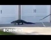 الإمساك بتمساح كان يتجول قرب مدرسة داخل ممر سكني في كارولينا