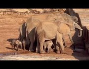 توأم الفيلة يعيشان بحديقة سامبورو الوطنية بكينيا رغم ندرة ولادة التوائم