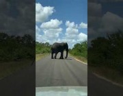 فيل يعترض طريق سيارة في أحد المنتزهات بجنوب إفريقيا