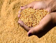 “الحبوب”: صرف مستحقات الدفعة الأولى لمزارعي القمح بقيمة تجاوزت 40 مليون ريال